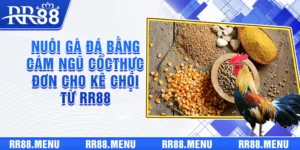 Nuôi gà đá bằng cám ngũ cốc