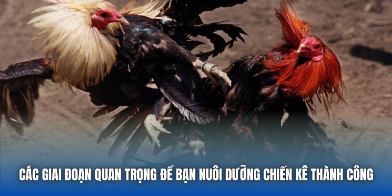 Các giai đoạn quan trọng để bạn nuôi dưỡng chiến kê thành công