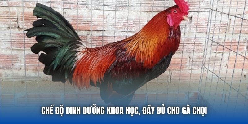Chế độ dinh dưỡng khoa học, đầy đủ cho gà chọi