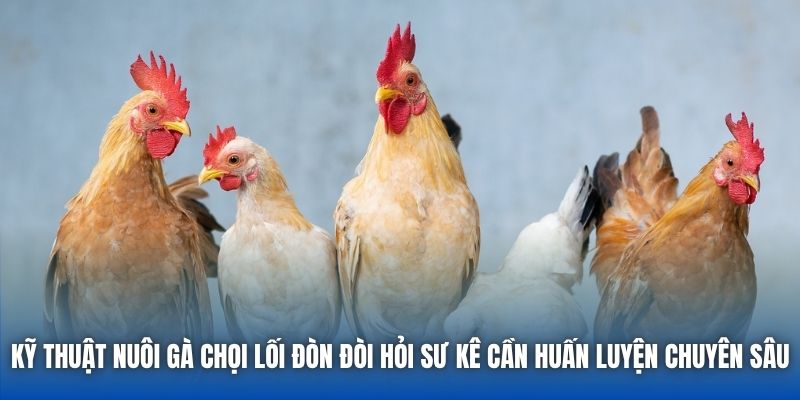 Kỹ thuật nuôi gà chọi lối đòn đòi hỏi sư kê cần huấn luyện chuyên sâu