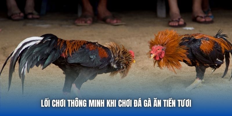 Lối chơi thông minh khi chơi đá gà ăn tiền tươi