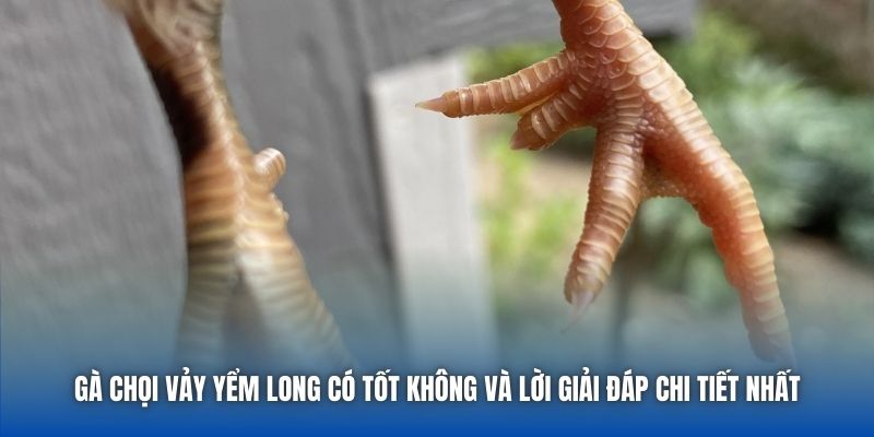 Gà chọi vảy Yểm Long có tốt không và lời giải đáp chi tiết nhất